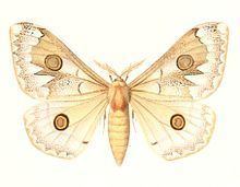 Usta (moth) httpsuploadwikimediaorgwikipediacommonsthu