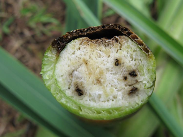 Ustilago esculenta Smut Fungi of Thailand