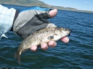 Utah chub Wyoming fishermen saved by the Utah chub Jackson Hole NewsampGuide