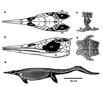 Utatsusaurus Palaeos Vertebrates Ichthyosauria Ancestral Ichthyosaurs