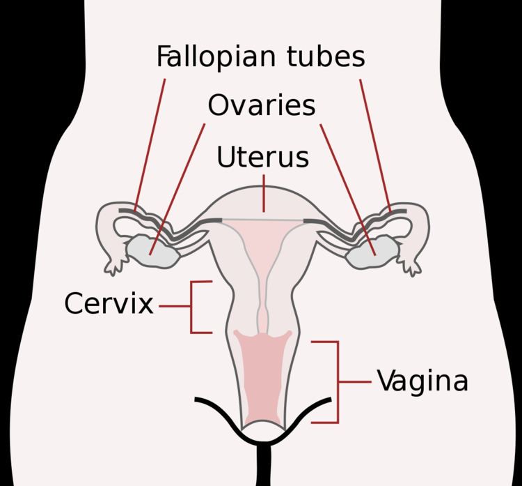 Uterine appendages