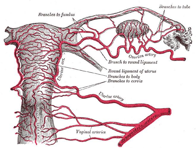 Uterine artery embolization