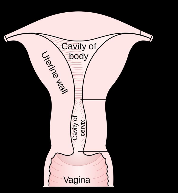 Uterine cavity