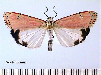 Utetheisa Moths of the Grenadines Utetheisa ornatrix family Arctiidae