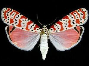 Utetheisa Moth Photographers Group Utetheisa ornatrix 8105