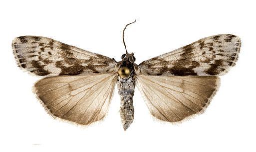 Utetheisa galapagensis