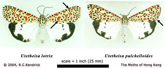 Utetheisa lotrix Hong Kong Moths Arctiidae Arctiinae Utetheisa lotrix Cramer