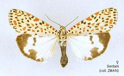 Utetheisa lotrix Papua Insects Foundation LepidopteraErebidaeArctiinaeUtetheisa