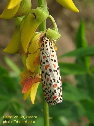 Utetheisa lotrix Papua Insects Foundation LepidopteraErebidaeArctiinaeUtetheisa