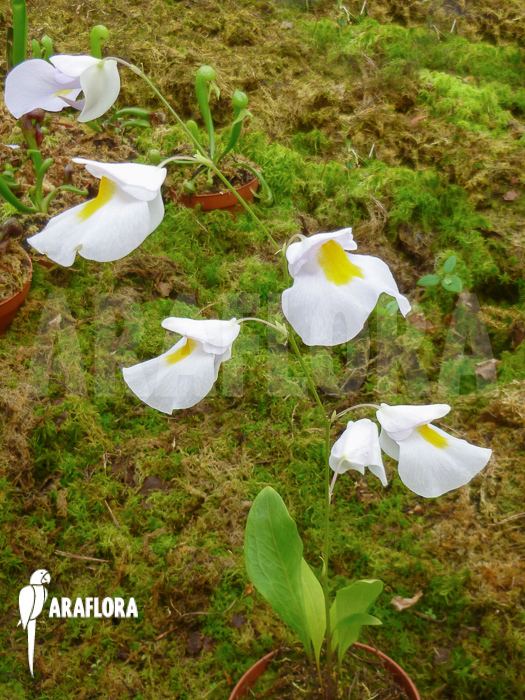 Utricularia alpina Araflora exotic flora amp more Bladderwort 39Utricularia alpina x
