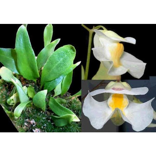 Utricularia alpina Buy Alpine Bladderworts Seeds Online Rarexoticseeds