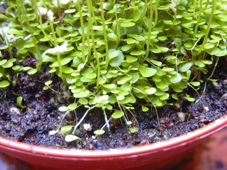 Utricularia arenaria Utricularia Arenaria Annual Carnivorous Very Rare Plant 10