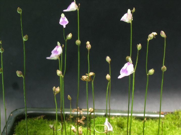 Utricularia arenaria s1postimgorgt9o6c2r33UarenariaWeb352jpg