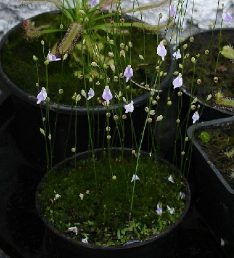 Utricularia arenaria Utricularia Arenaria Annual Carnivorous Very Rare Plant 10