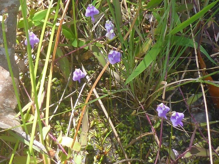 Utricularia arenaria Utricularia arenaria photos