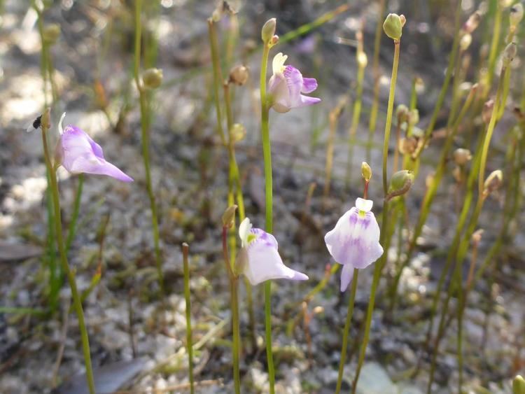 Utricularia arenaria Utricularia arenaria photos