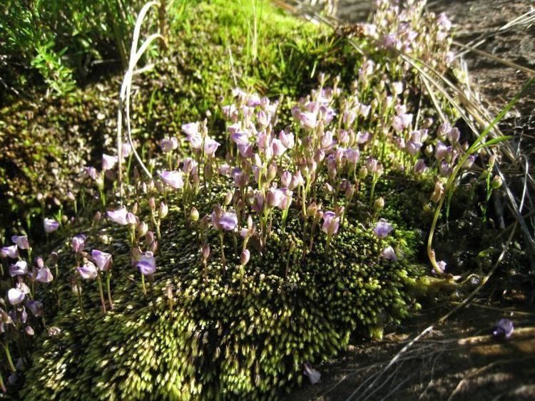 Utricularia arenaria Utricularia Arenaria Annual Carnivorous Very Rare Plant 10