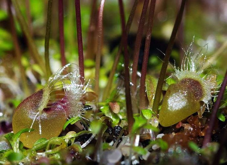 Utricularia arnhemica Utricularia Uricularia Arnhemica