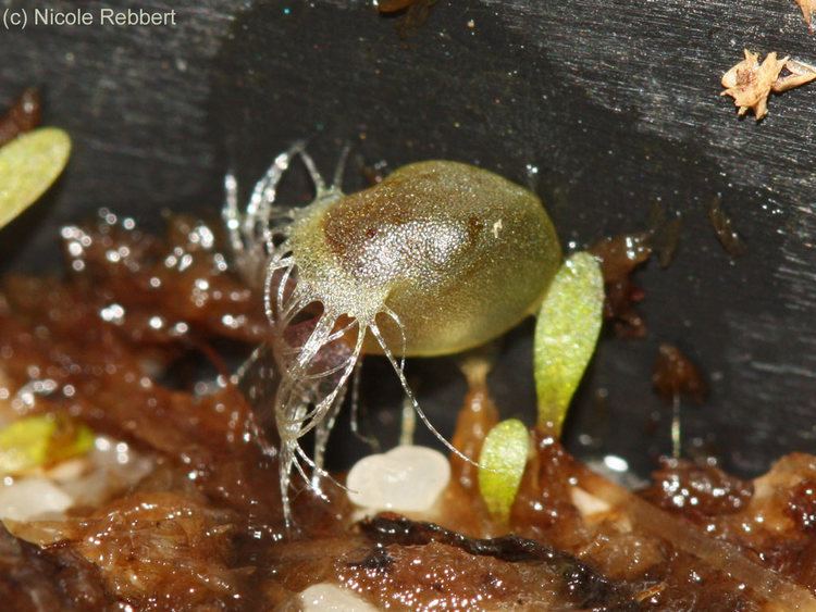 Utricularia arnhemica wwwutriculariendekarnivorenkulturbilderuarn