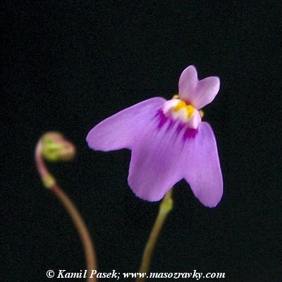 Utricularia arnhemica Utricularia arnhemica Carnivorous Plants in Cultivation