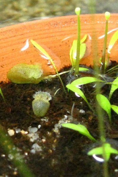 Utricularia arnhemica Utricularia arnhemica photos