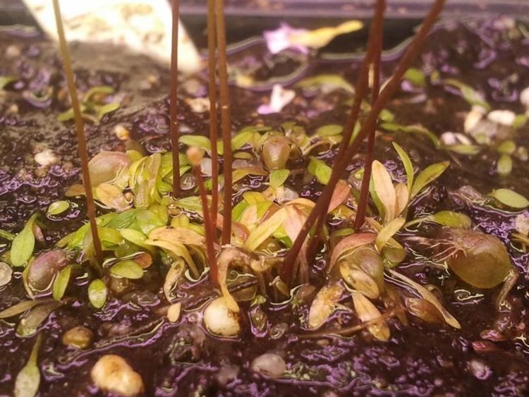Utricularia arnhemica Utricularia arnhemica und andere KarnivorenFotos
