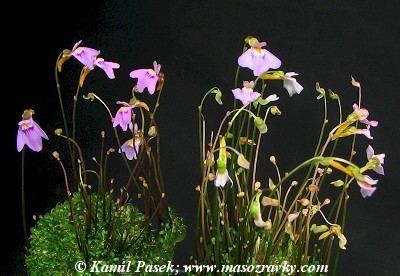 Utricularia arnhemica Utricularia arnhemica Carnivorous Plants in Cultivation