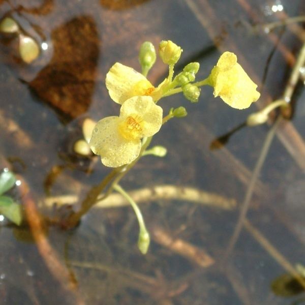 Utricularia aurea Utricularia aurea Utricularia flexuosa Noosa39s Native Plants