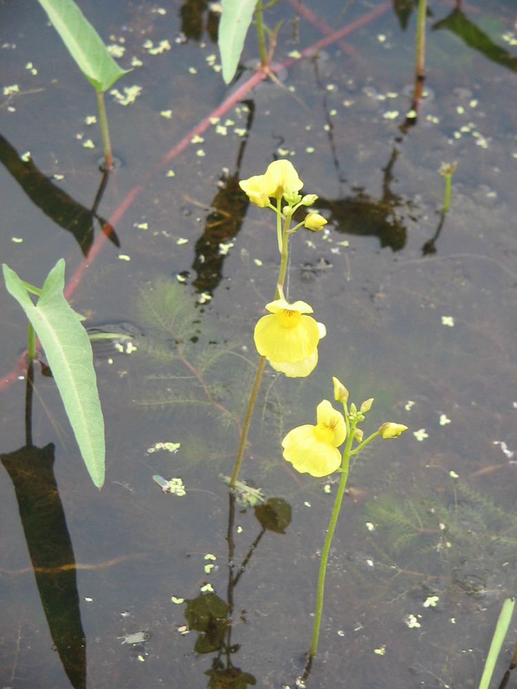 Utricularia aurea Utricularia aurea Wikiwand