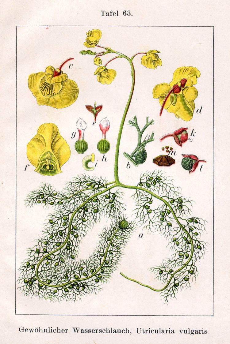 Utricularia httpsuploadwikimediaorgwikipediacommonsee