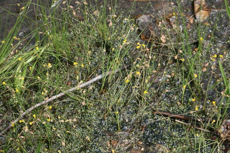 Utricularia bifida FileUtricularia bifida 2 in Im Wetland 20110824jpg Wikimedia