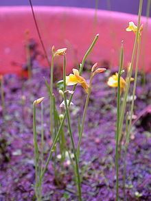 Utricularia bifida httpsuploadwikimediaorgwikipediacommonsthu