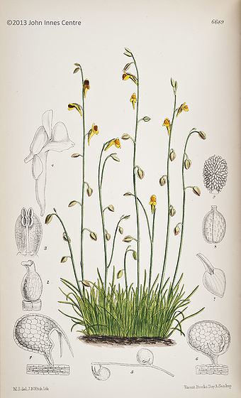 Utricularia bifida Utricularia Antique Botanical Paintings InnerWorlds