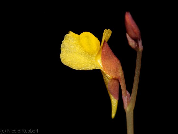 Utricularia bifida Utricularia bifida photos