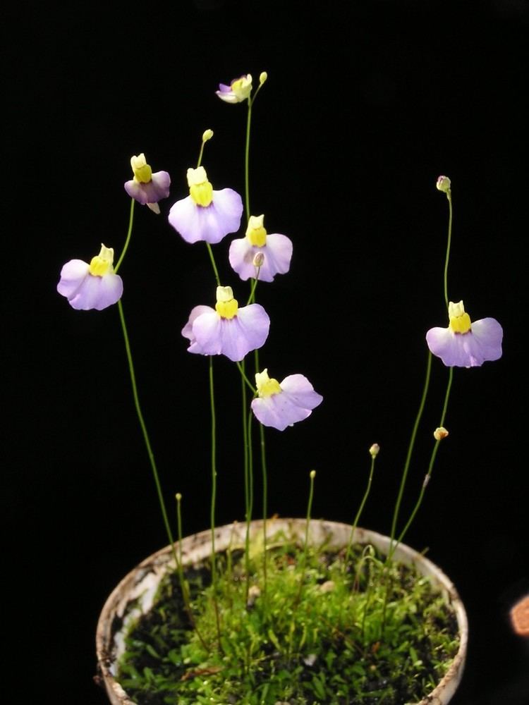 Utricularia bisquamata Utricularia bisquamata beautiful delicate A type of Bladderwort