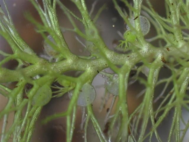 Utricularia dimorphantha httpsuploadwikimediaorgwikipediacommons99