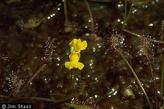 Utricularia geminiscapa httpsplantsusdagovgallerystandardutge1hjpg