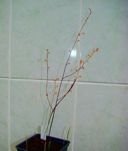 Utricularia hispida wwwcarnivorouseoldalhuimgoriginal265utricul