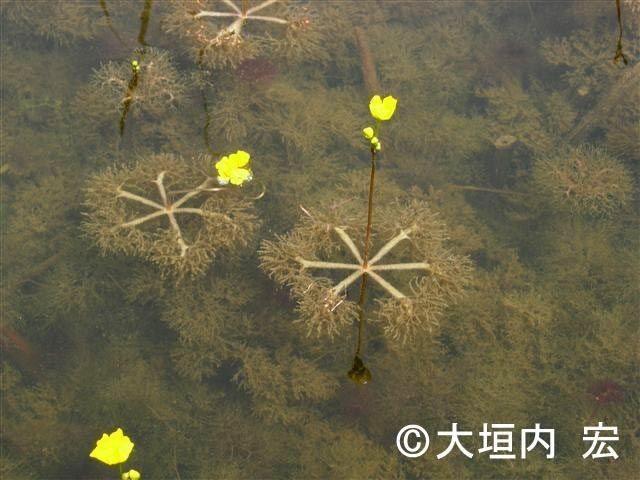 Utricularia inflata Swollen bladderwort floating bladderwort Invasive Species of Japan
