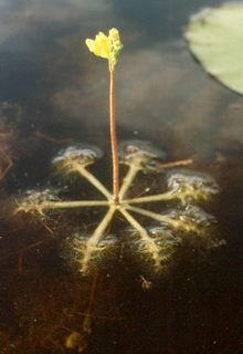 Utricularia inflata Utricularia inflata Swollen bladderwort Discover Life