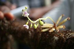 Utricularia inflexa httpsuploadwikimediaorgwikipediacommonsthu