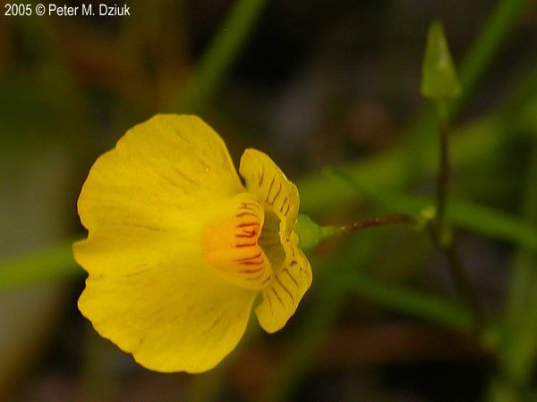 Utricularia intermedia Bladderwort Related Keywords amp Suggestions Bladderwort Long Tail