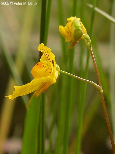 Utricularia intermedia Utricularia intermedia Flatleaved Bladderwort Minnesota Wildflowers