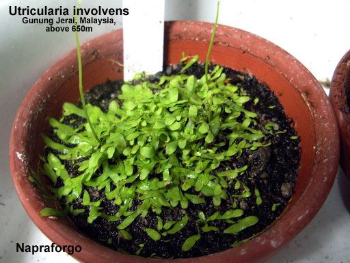 Utricularia involvens usershumboldtedurziemerNapraforgouinvolvens