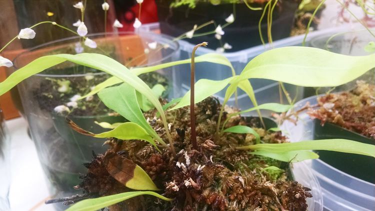 Utricularia longifolia Plant Profile Utricularia longifolia Sundews Etc