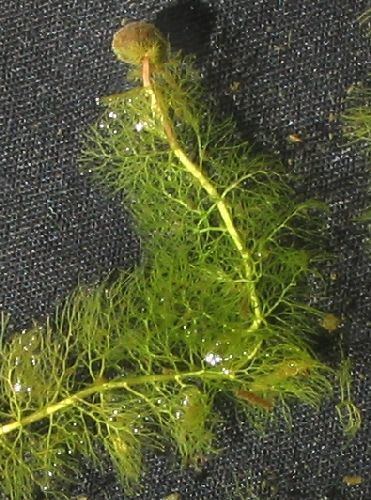 Utricularia macrorhiza Utricularia macrorhiza