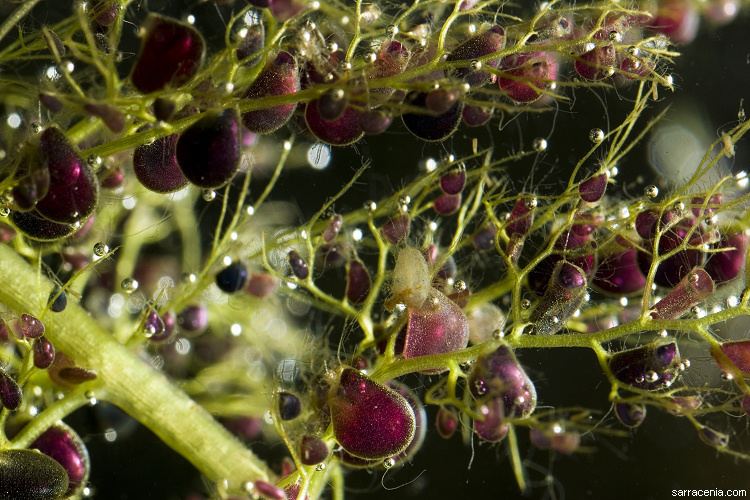 Utricularia macrorhiza The Carnivorous Plant FAQ Utricularia section Utricularia