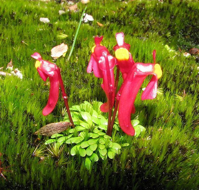 Utricularia menziesii Esperance Wildflowers Utricularia menziesii Redcoats