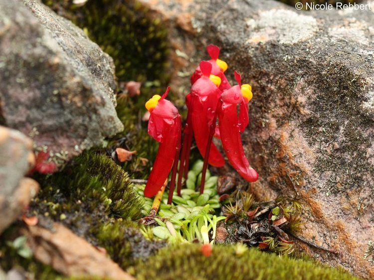 Utricularia menziesii Utricularia menziesii photos