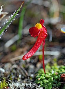 Utricularia menziesii httpsuploadwikimediaorgwikipediacommonsthu